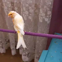 قناری نر و ماده مست مست