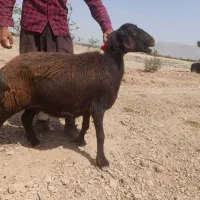 میش فروشی
