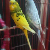 یک جفت مرغ عشق