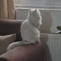 پیشی ملوس و شیطون رایگان