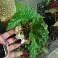 بگونیا هلندی پایه بلند سفید