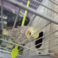 عروس هلندی ماده گلباقالی کار داده