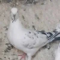 کفتر کبوتر