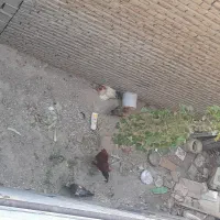 مرغ و خروس سالم به  دلیل  قوقولی کردن