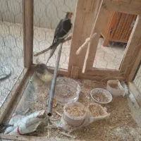 جفت نروماده