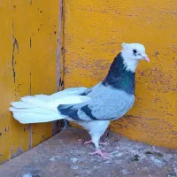 کبوتر ناب پرشی