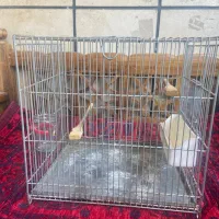 قفس پرنده سایز چهار غلامی