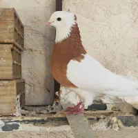یه جفت طوقی با ی طوقی نر