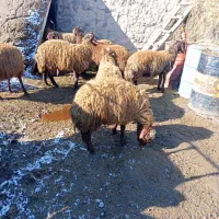 بره نر|حیوانات مزرعه|هیر, |دیوار