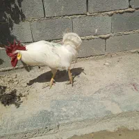 خروس سفید مفت