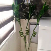 گل بامبو خارجی مصنوعی
