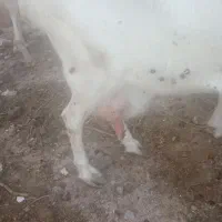 بز سانن شیرا فوروشی با بز محلی ومیش