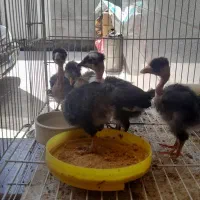 ۷عدد جوجه مرغ گردن لخت خوشگل با مولد ها