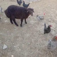 بره فروشی از ۴۰ کیلو تا ۷۰ کیلو