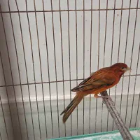 قناری نر سرخ