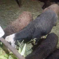 بره قوچ چالی