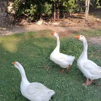 قو قاز اصل اکراینی