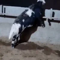 خال سیاه اصیل.