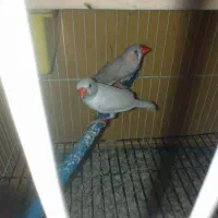 فنچ عروس هلندی مرغ عشق کتوله فروشی مناسب