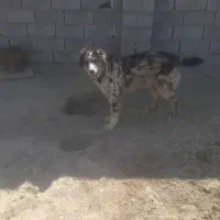 سگ نر سالم و سرحال