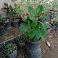 همه مدل گل و گیاه داخل عکس فقط ۵۵ هزار
