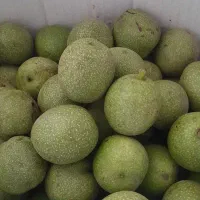 گردوشهریار