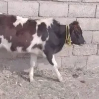 گوساله نر دورگ سیمنتال ۵ماهه