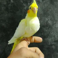 عروس و مرغ عشق