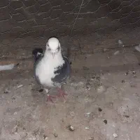 کبوتر ازم رفته