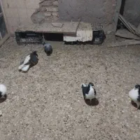 کبوتر