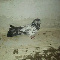 کبوتر