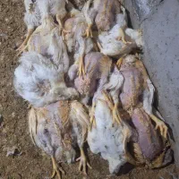 تلفات مرغ گوشتی تازه