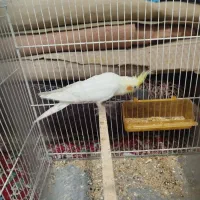 عروس هلندی