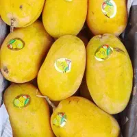 انبه درجه یک پاکستانی