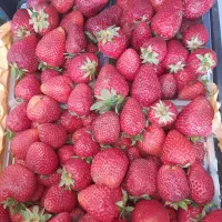 مربای توت فرنگی..رب خونگی..میوه خشک
