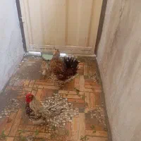 فروش مرغ و خروس گلین