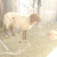 میش جوان  وبره نر