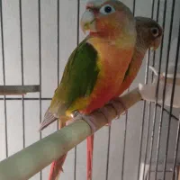 گرینچیک ماده مست
