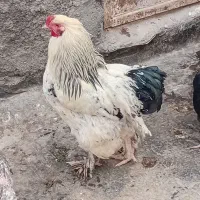 خروس برهما
