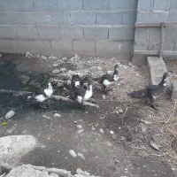 پنج عدد اسراعیلی جوان کاملا سالم