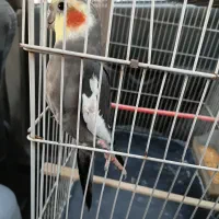 عروس هلندی نر