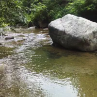 اجاره ویلای یک خوابه کنار جنگل ورودخا نه