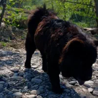 چاوچاو ماده(کشش)