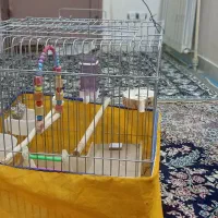 قفس طوطی
