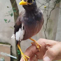 مرغ مینا نر سخنگو