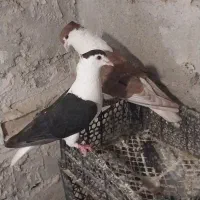 کبوتر