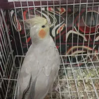 عروسک