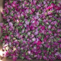 گل محمدی خوش عطر برای مربا و گلاب موجود هست