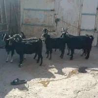 بز شیرا و جوان  جفتی ۲۸