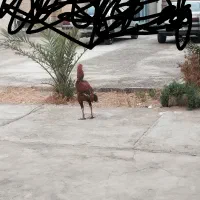 خروس لاری معامله